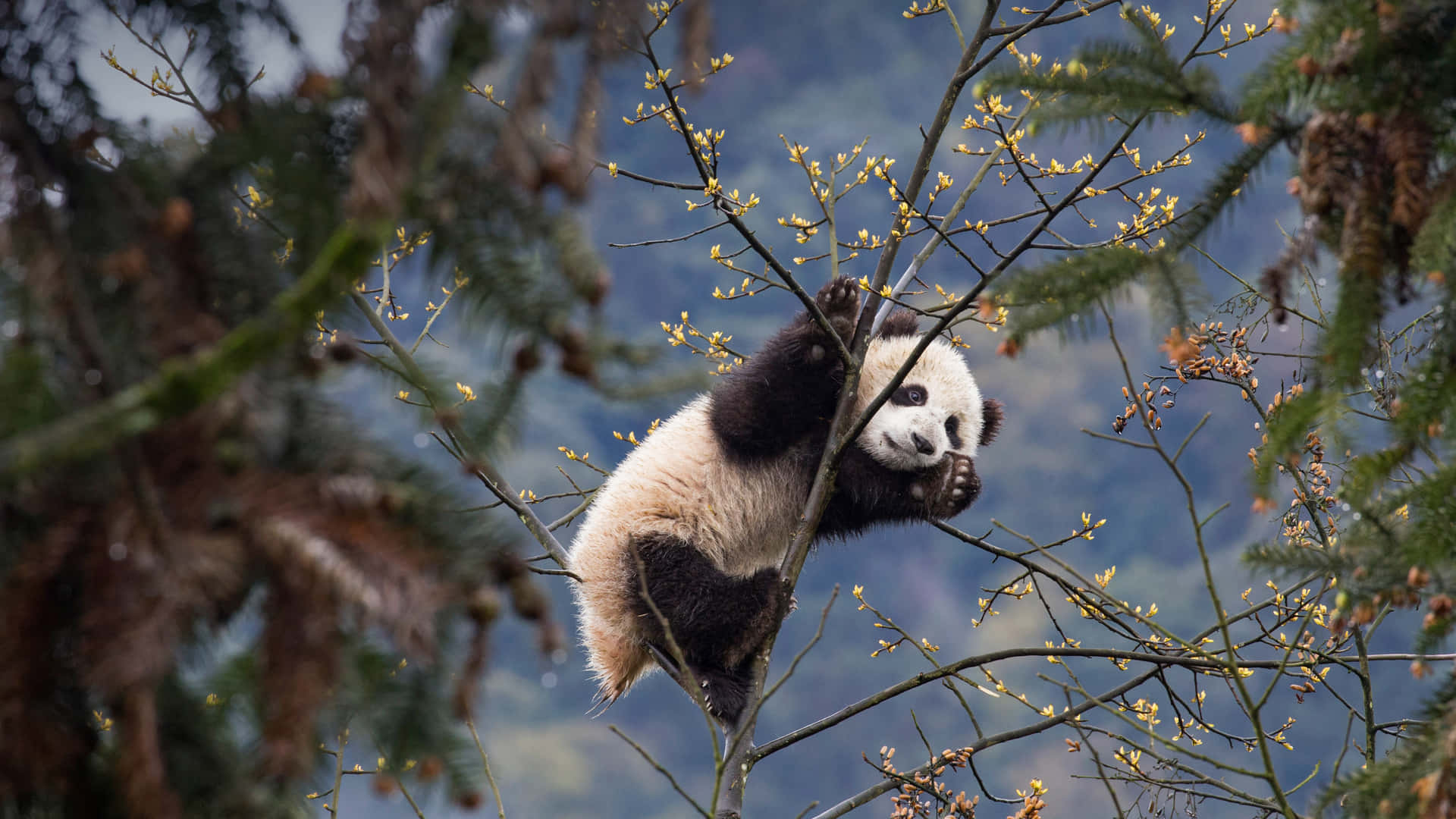 Giant Panda Climbing On Tree