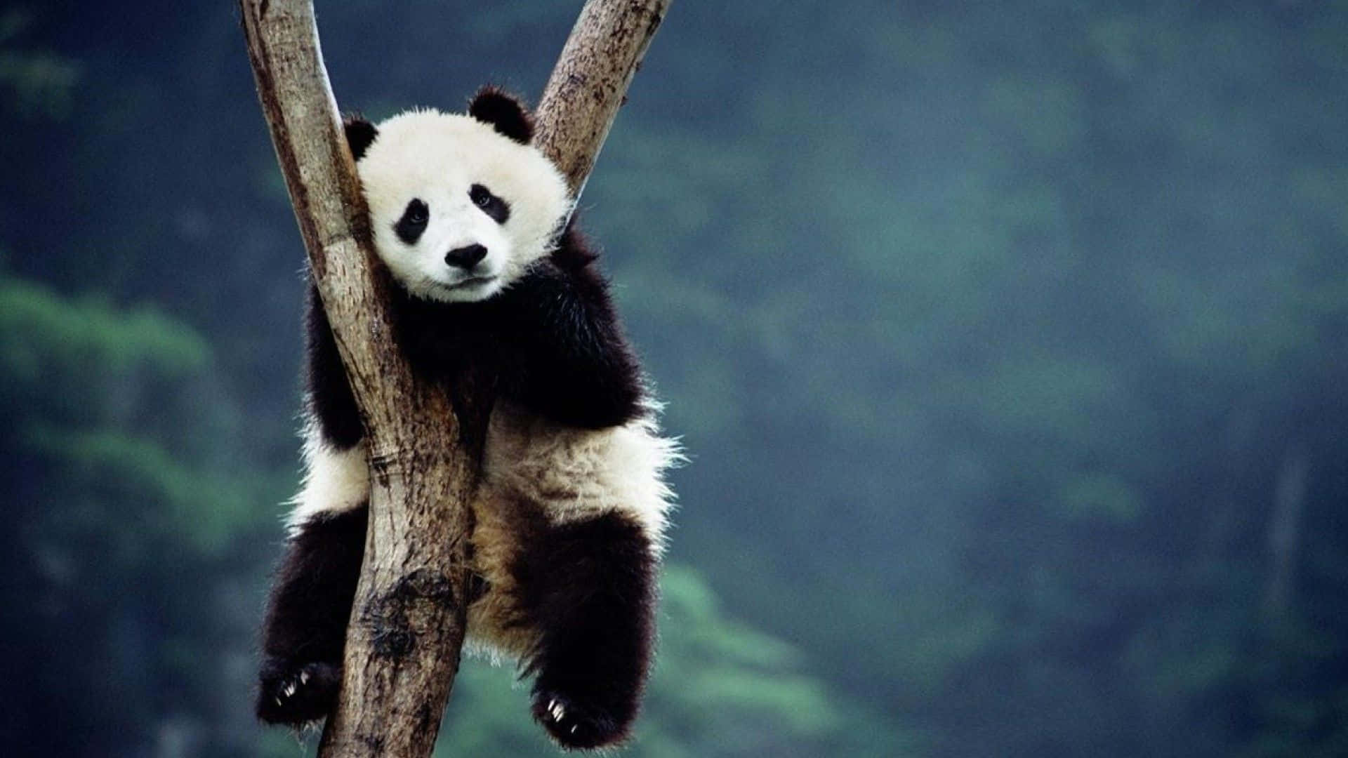 Giant Panda Climbing Tree Branches