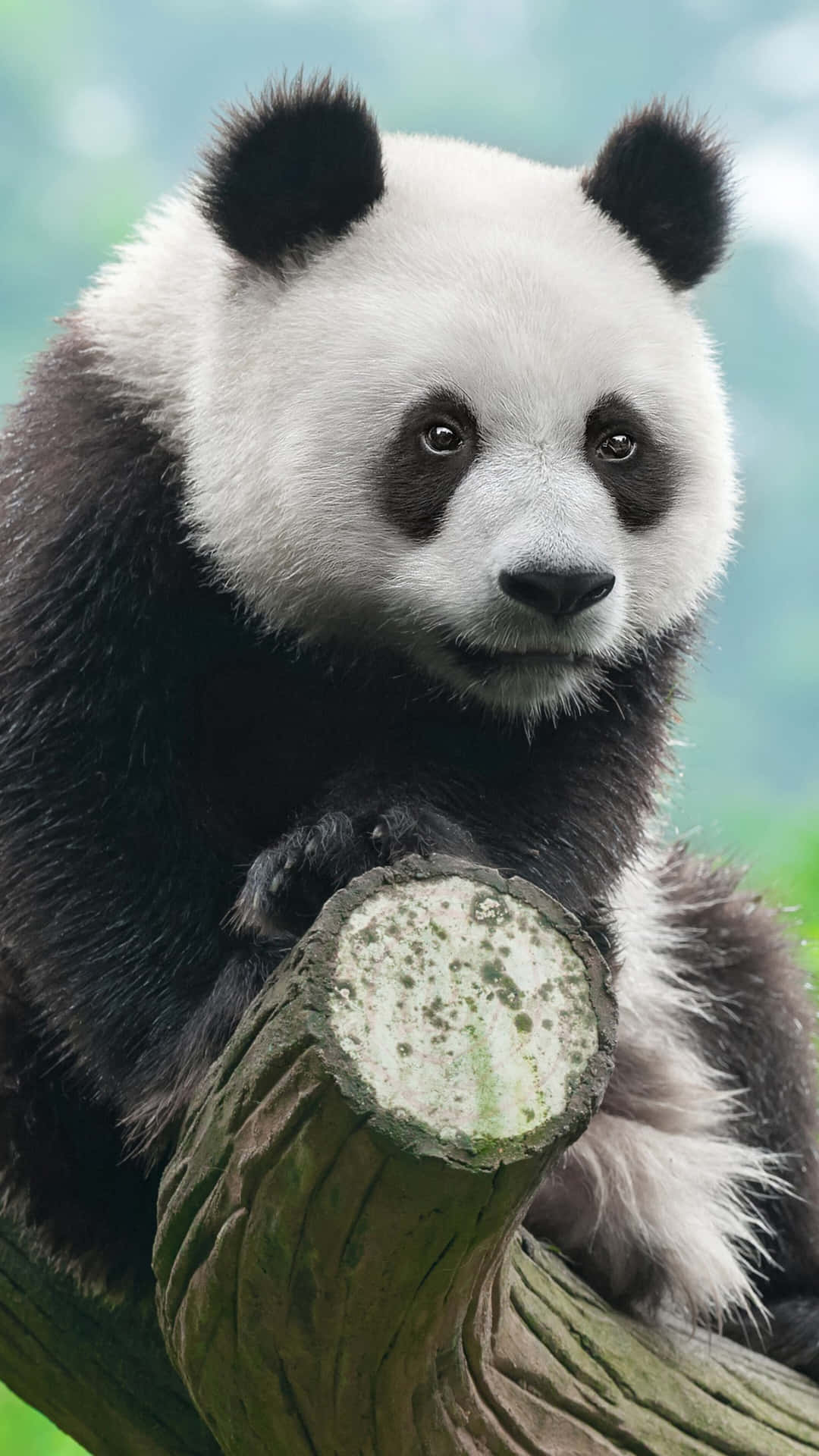 Giant Panda Clinging To Tree Branch