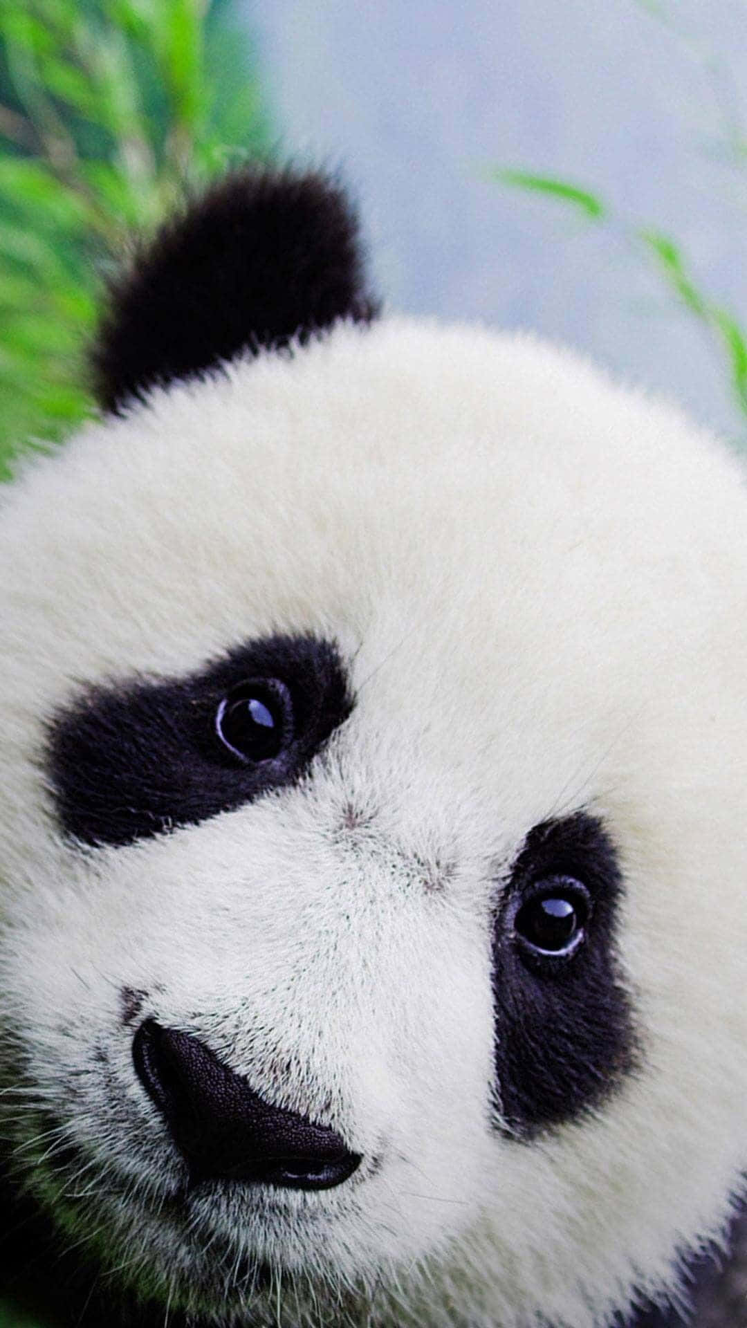 Giant Panda Close-up Face