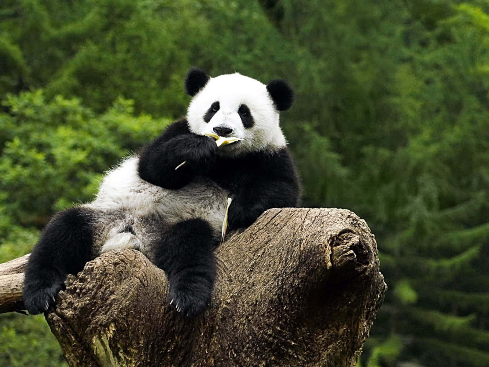 Giant Panda Eating And Sitting Background