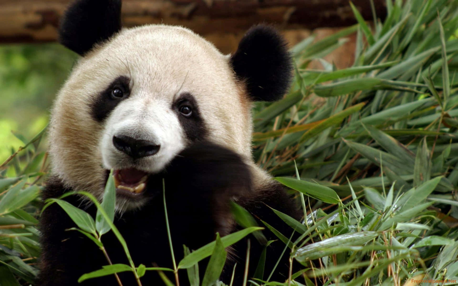 Giant Panda Eating Bamboo