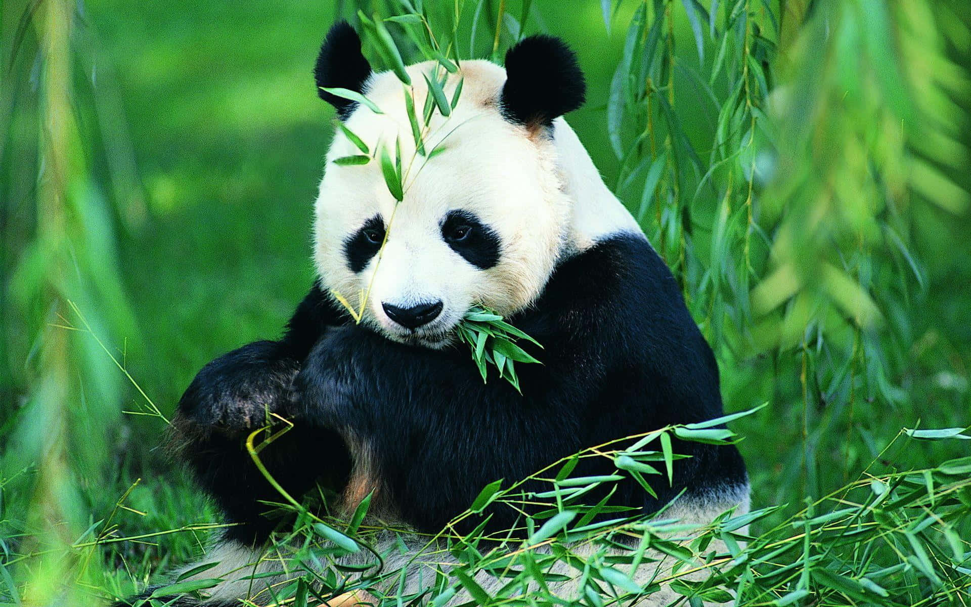 Giant Panda Eating Leaves