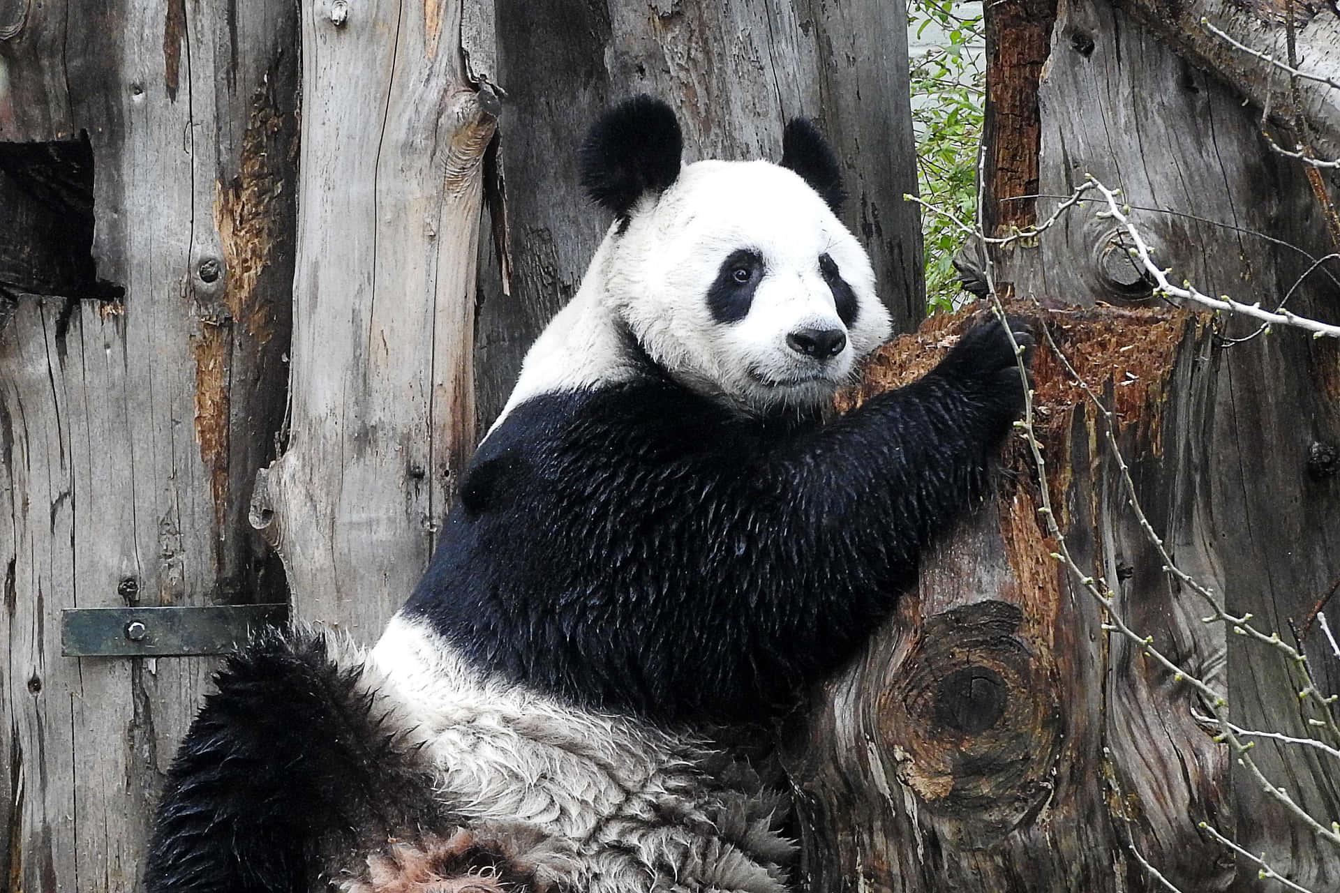 Giant Panda Gray Tree Barks Background