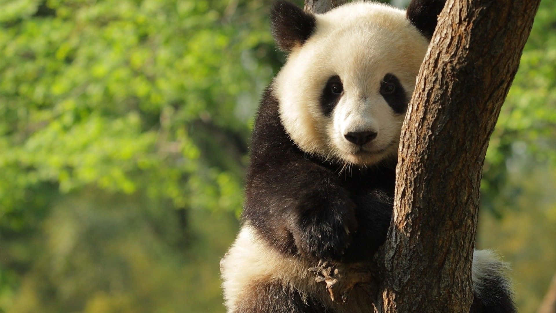 Giant Panda Green Leaves Background