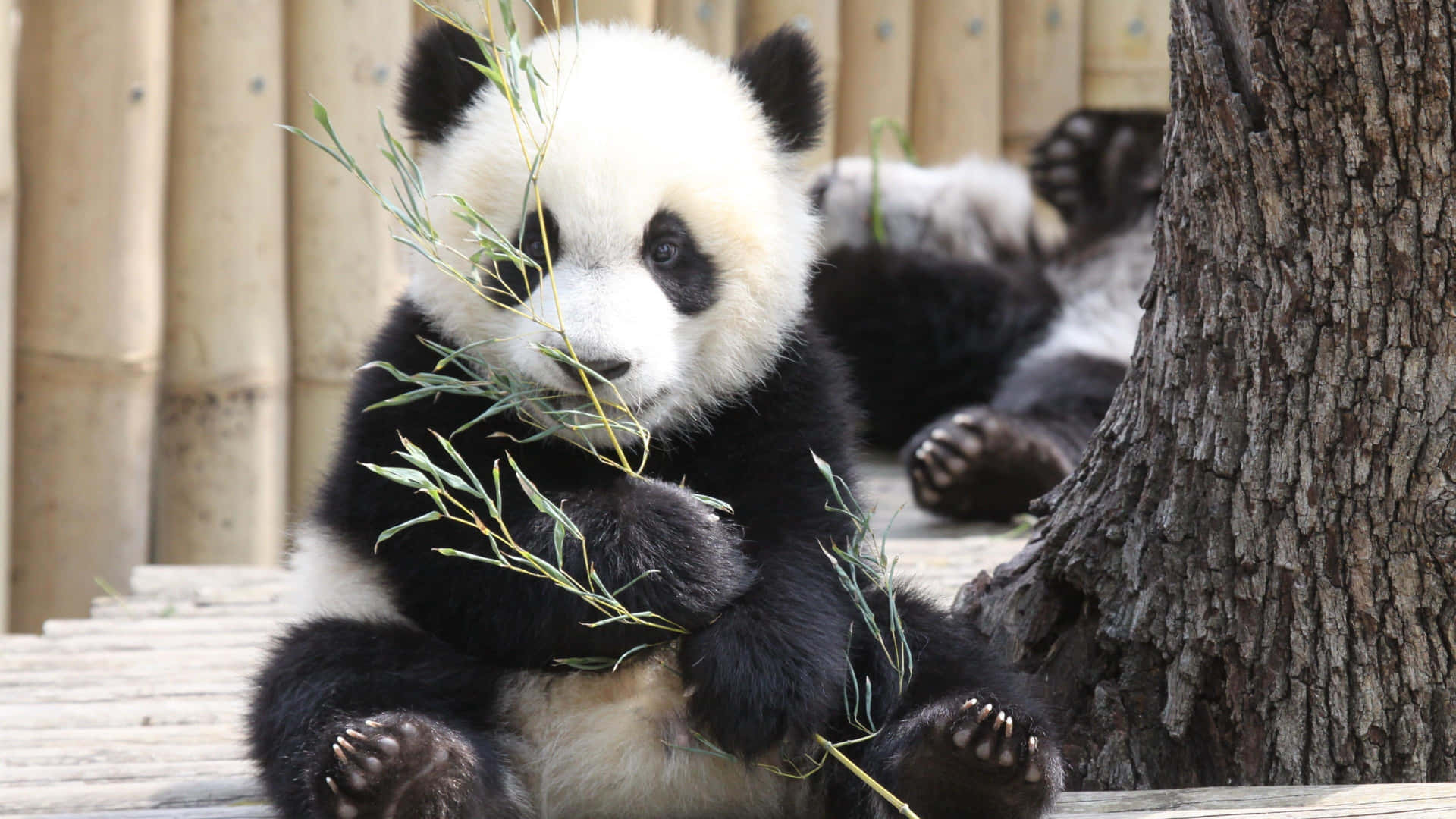 Giant Panda Holding Bamboo Branch