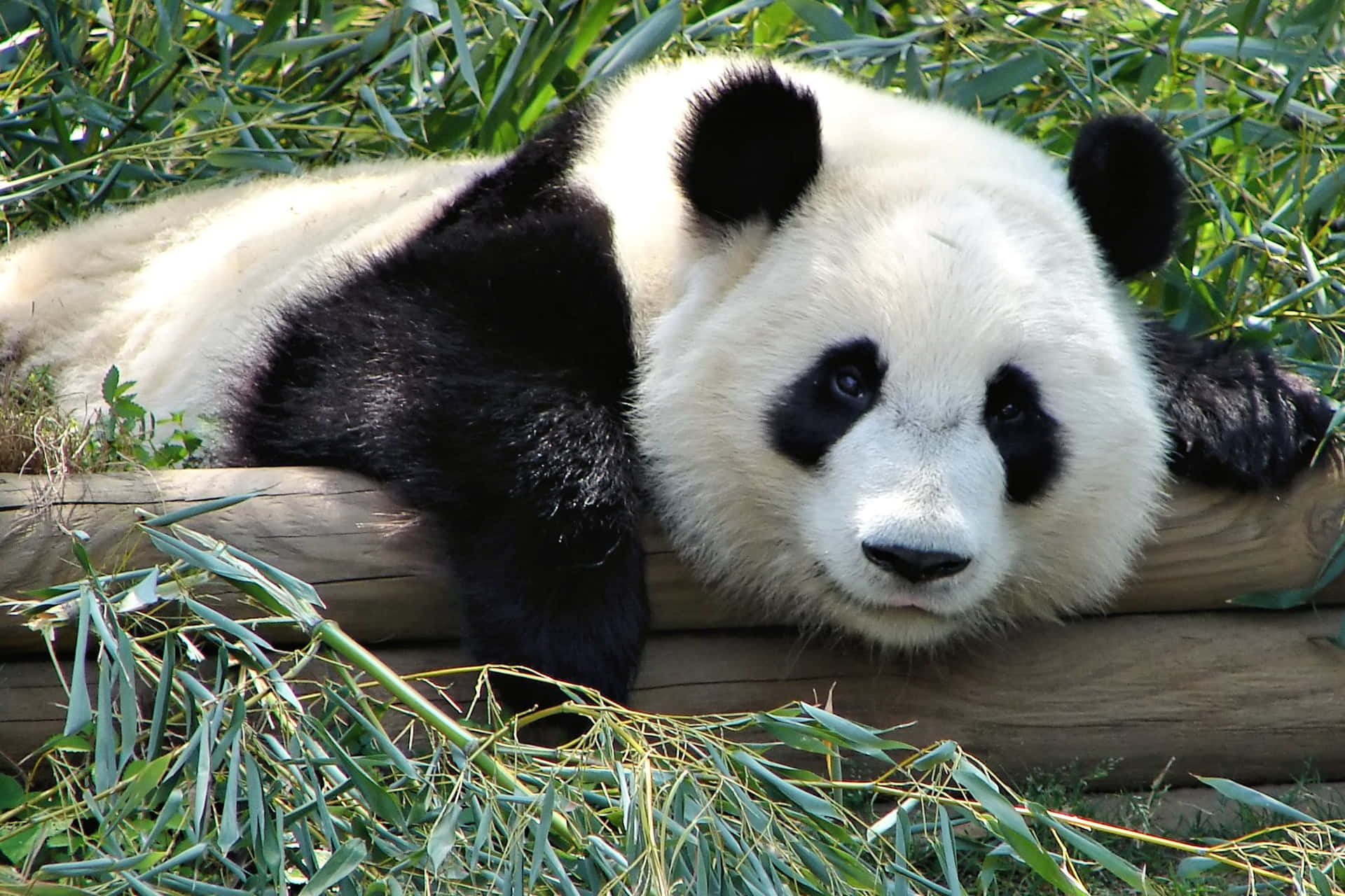 Giant Panda Logs With Bamboos