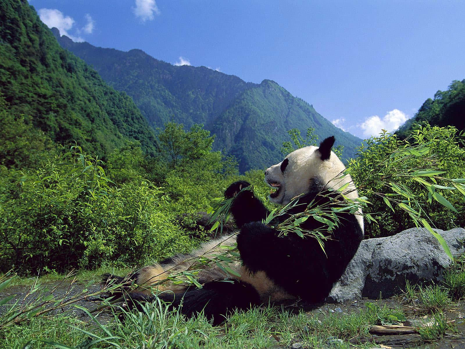 Giant Panda Mountains Background Background