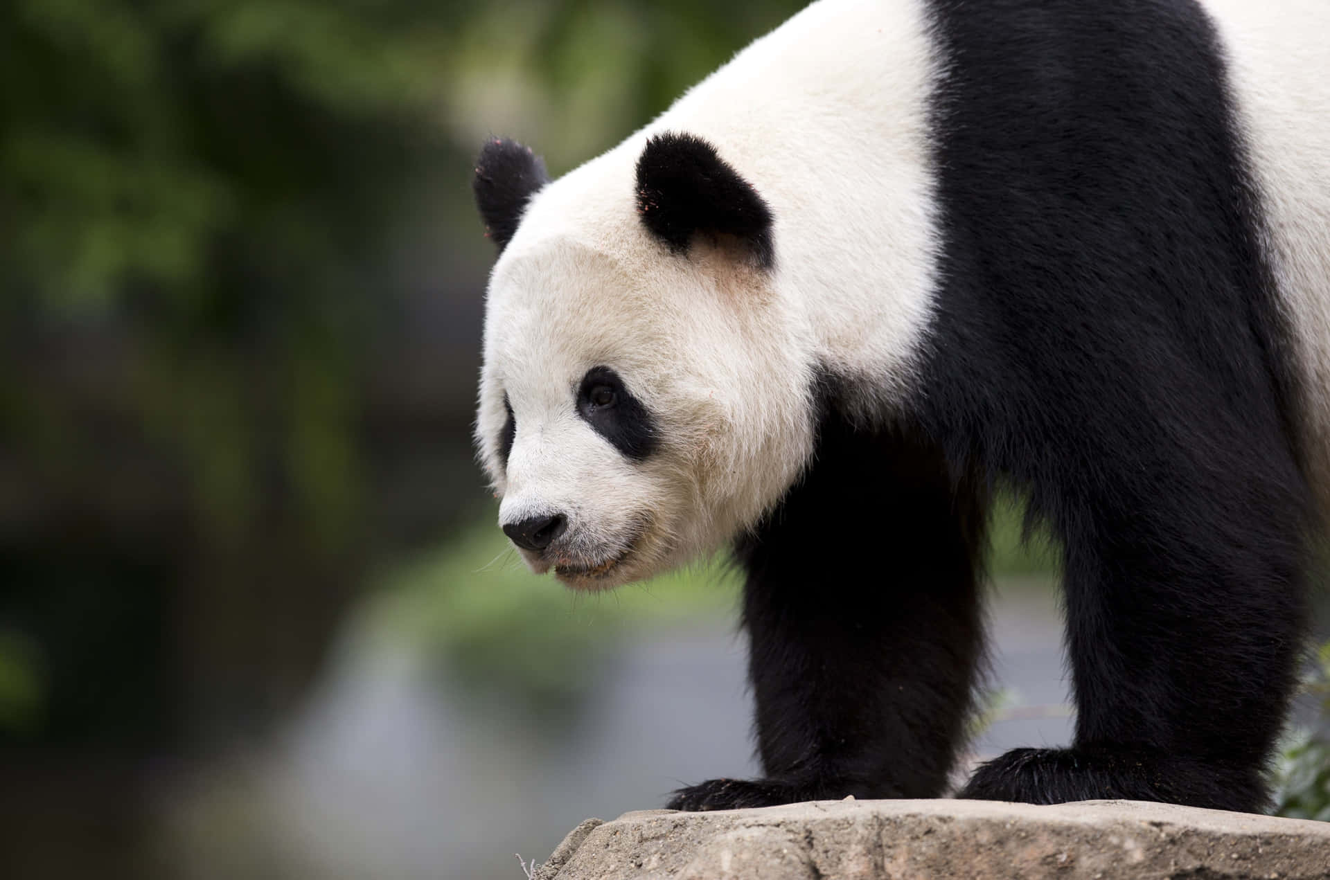 Giant Panda On Top Of Rock Background