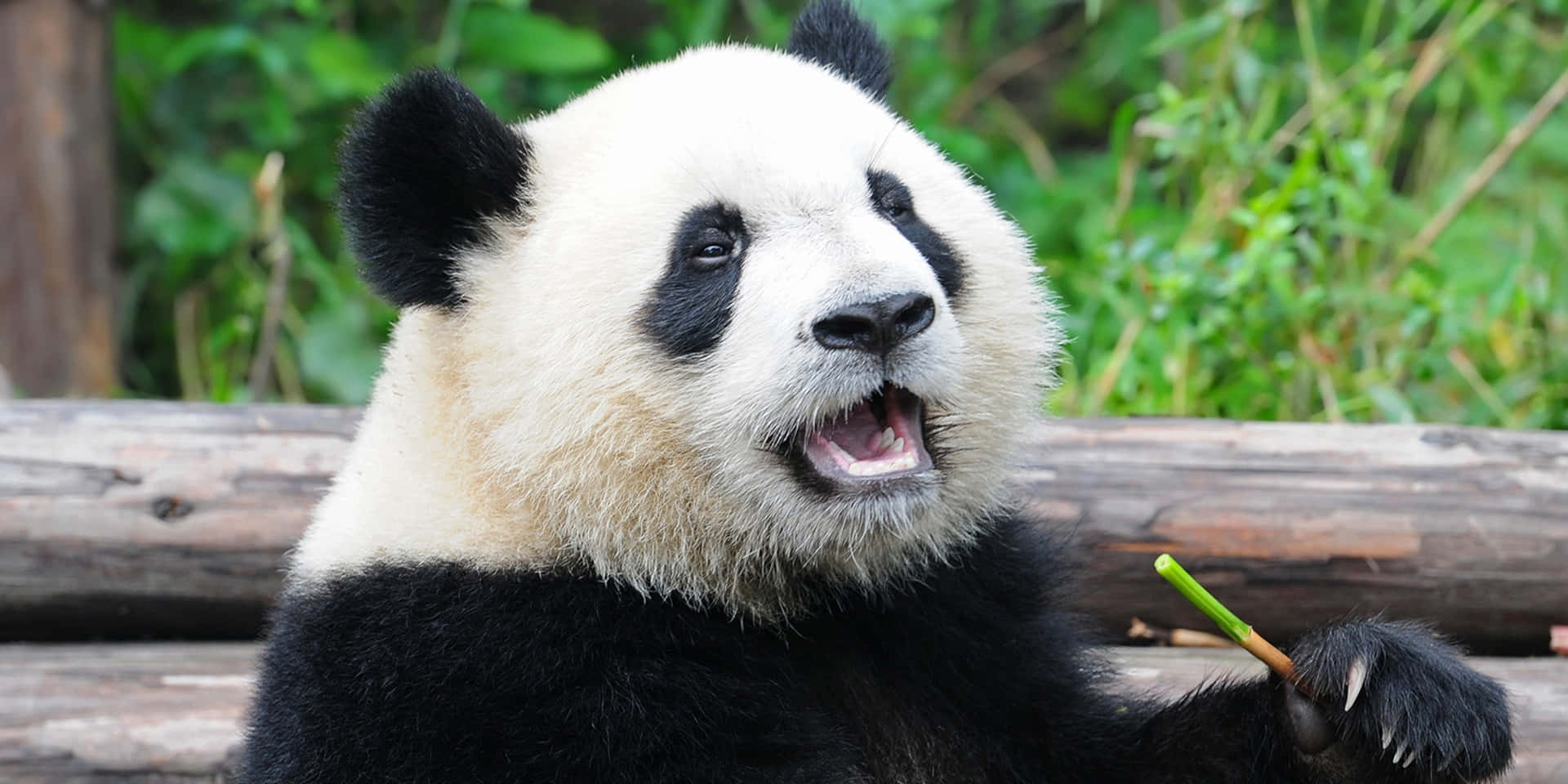 Giant Panda Opening Mouth