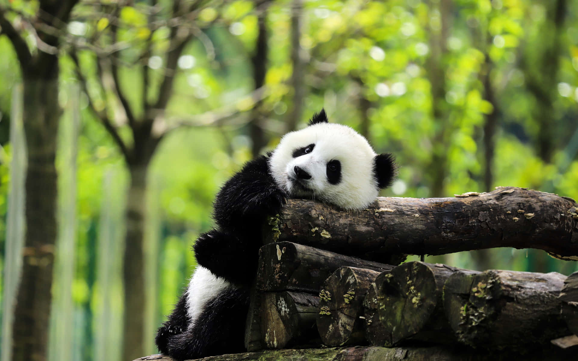 Giant Panda Pile Of Logs