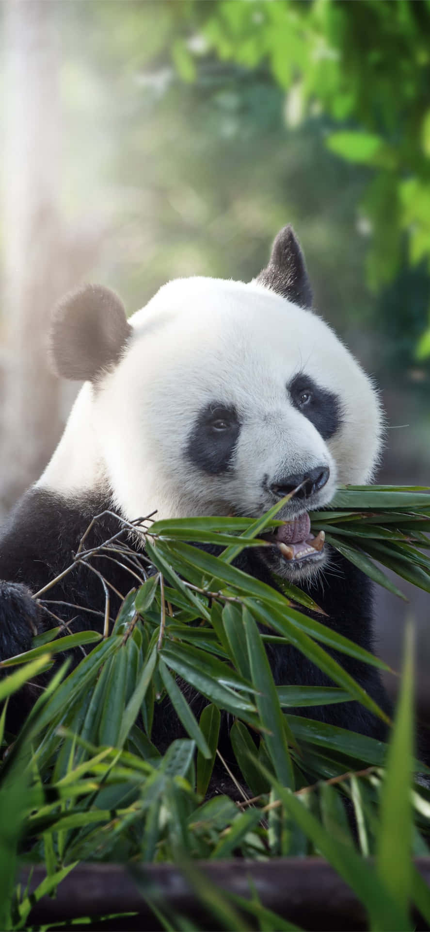 Giant Panda Ray Of Sunshine Background