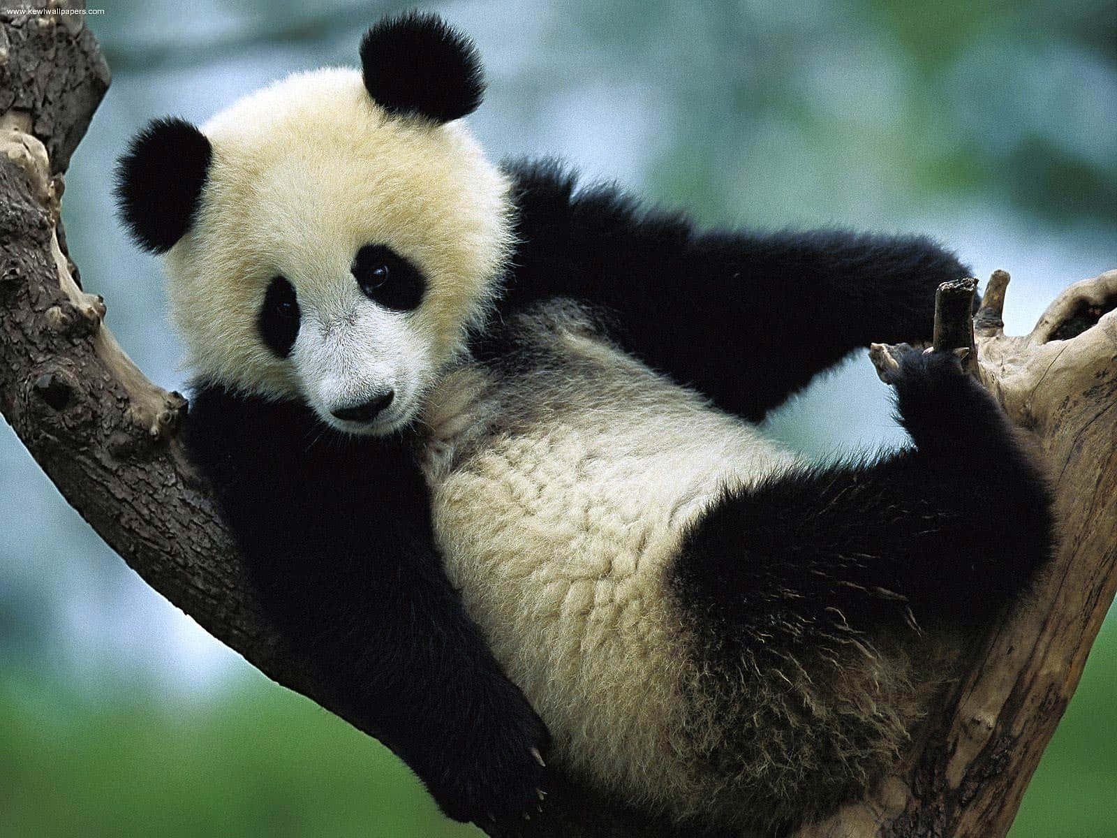 Giant Panda Resting On Branch