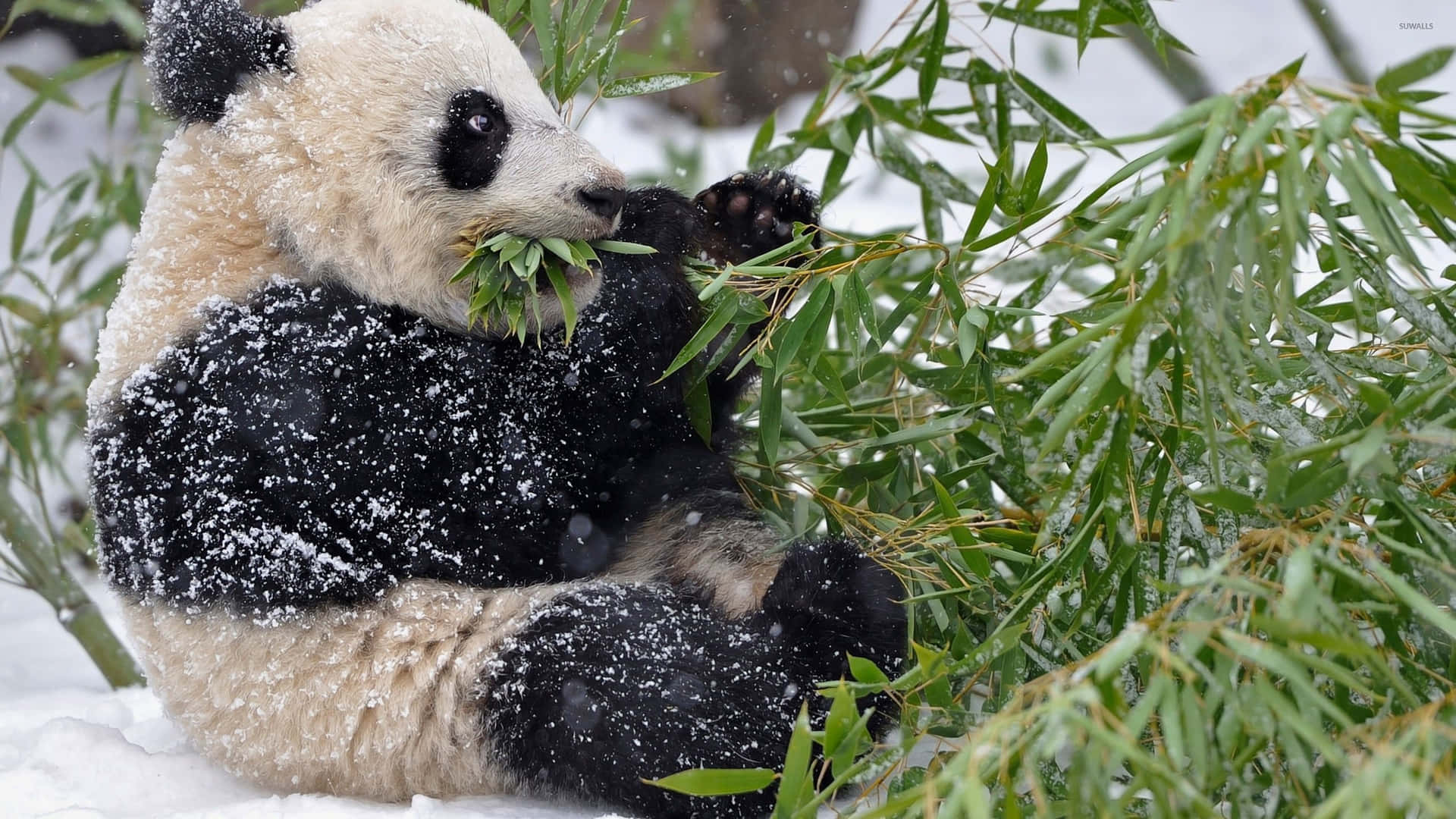 Giant Panda Sitting On Snow