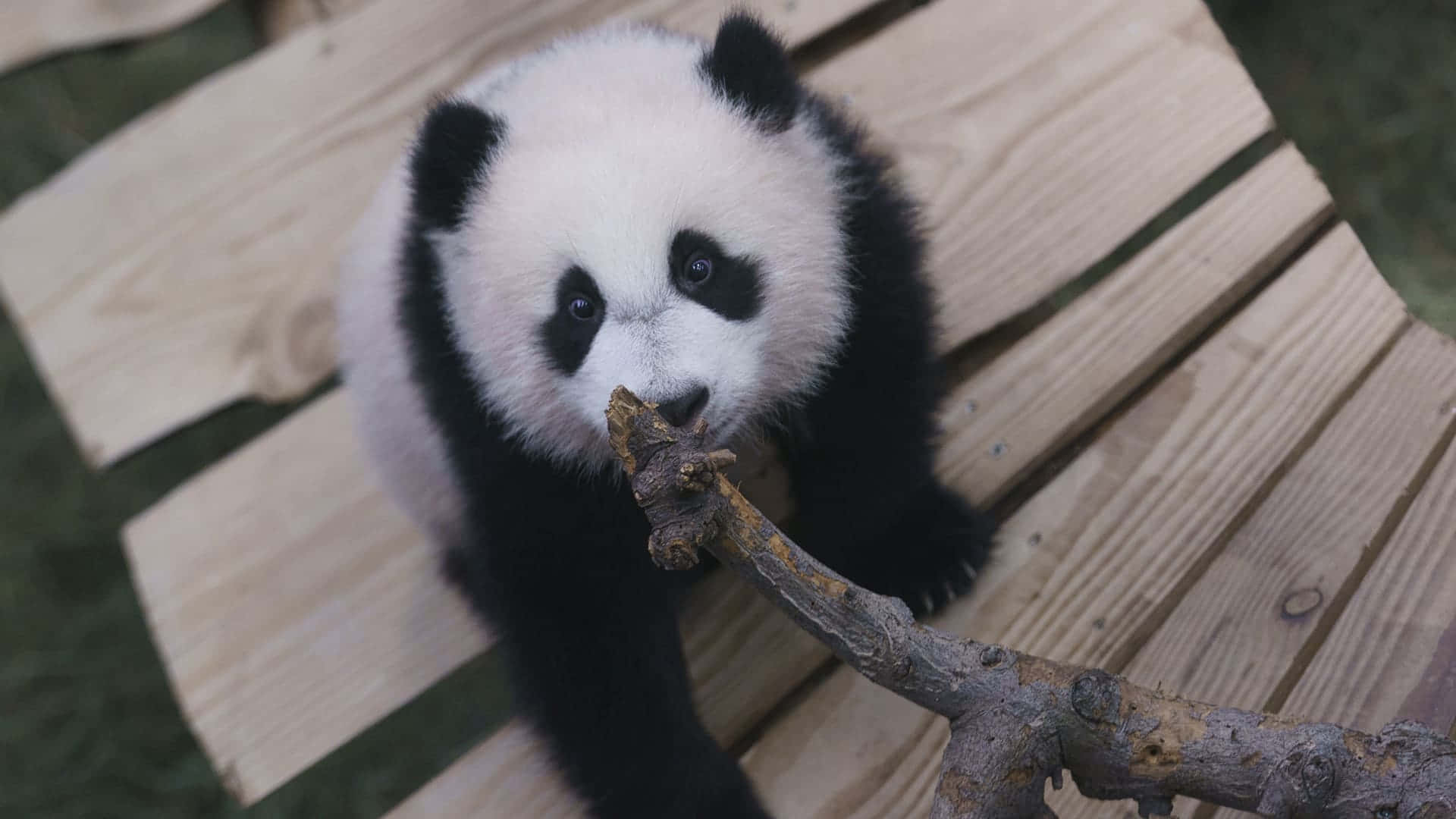 Giant Panda Sitting On Wooden Bridge Background