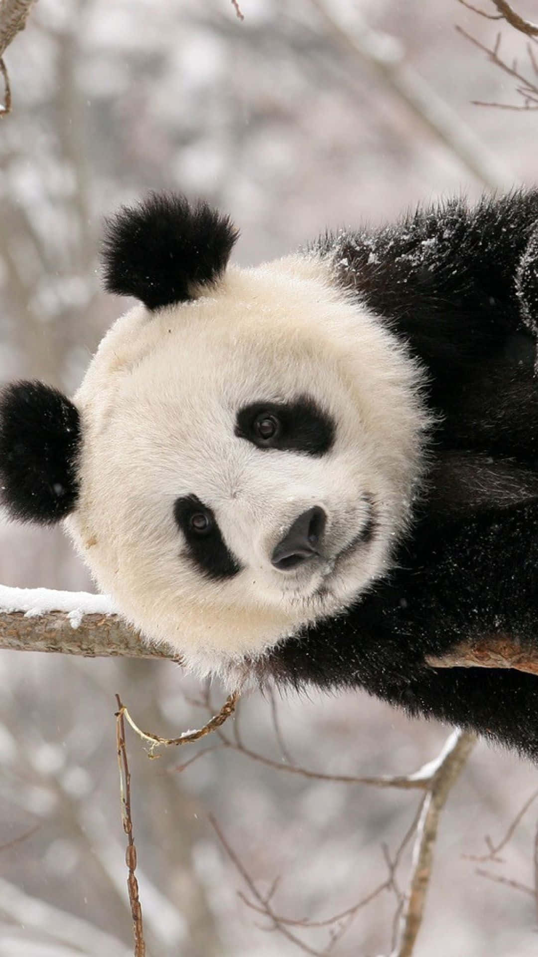 Giant Panda Snow Branches