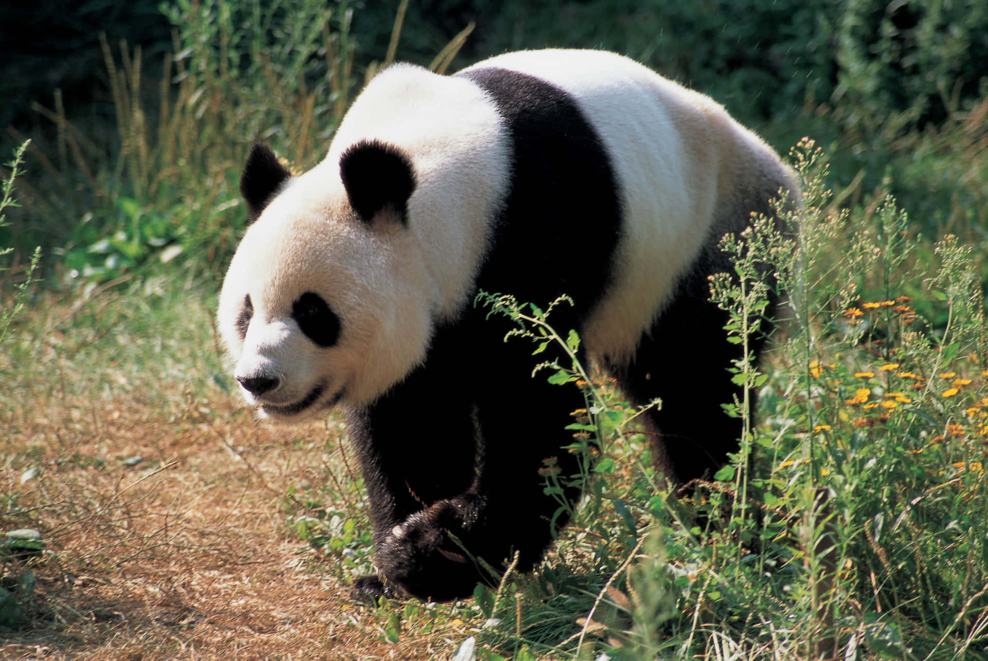 Giant Panda Tall Grasses