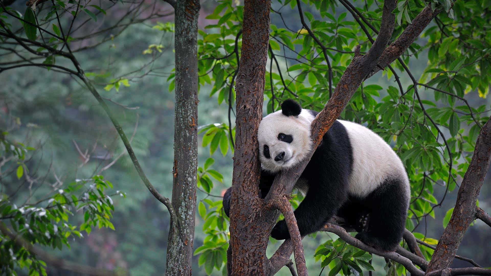 Giant Panda Tree Leaves