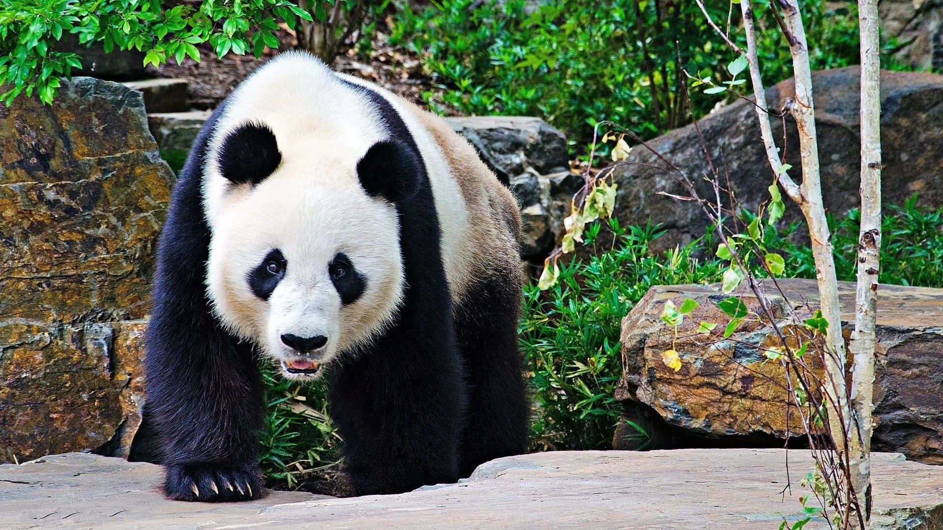 Giant Panda Walking With Legs