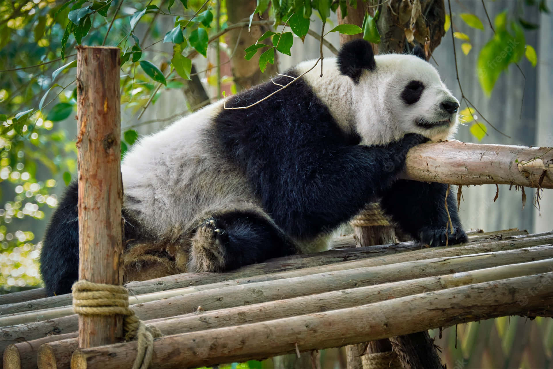 Giant Panda Wooden Raft