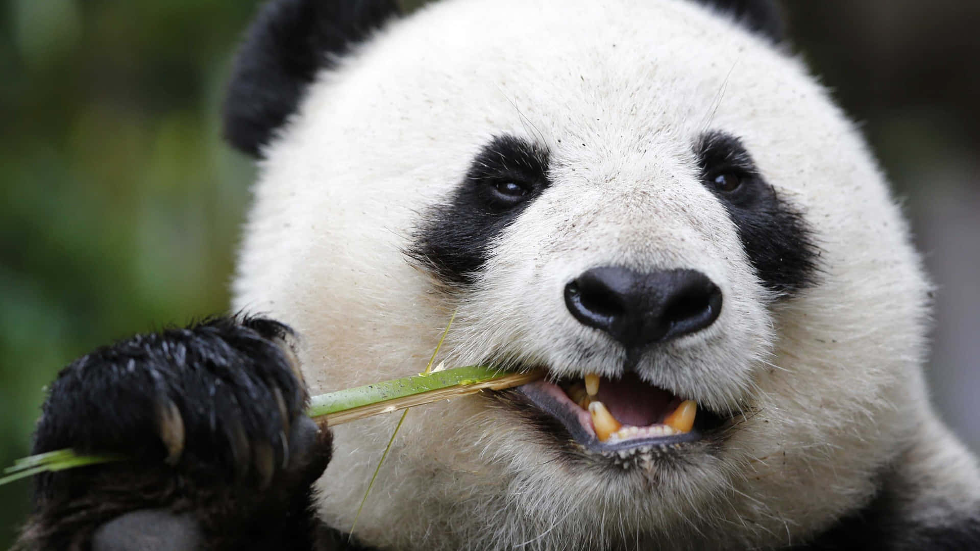 Giant Panda Yellow Teeth Background