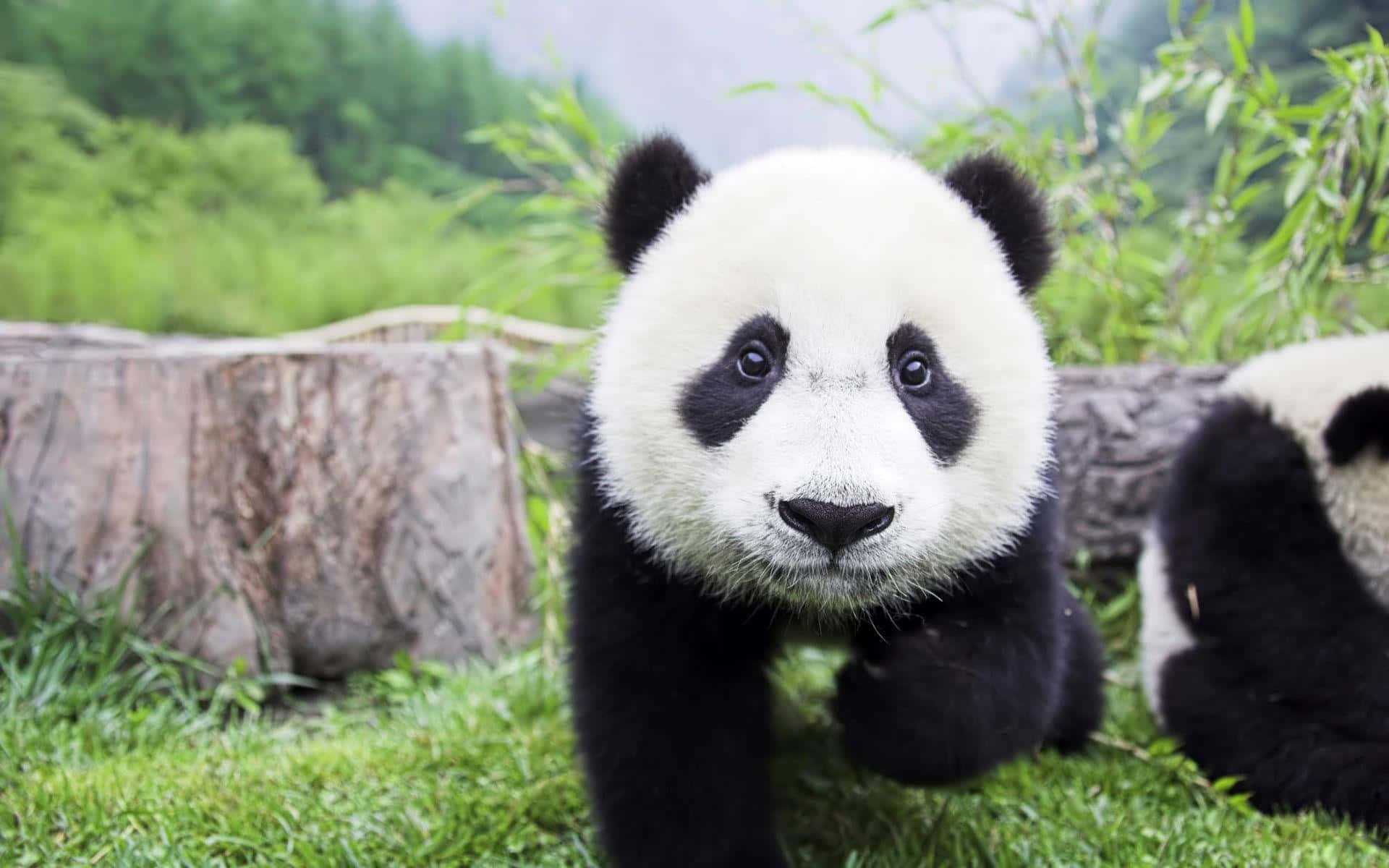 Giant Pandas Sitting And Walking