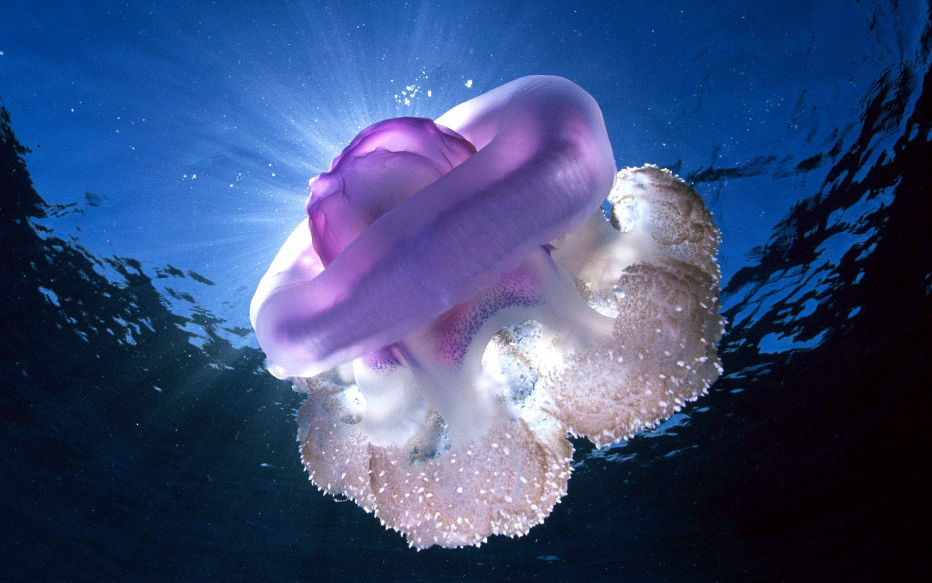 Giant Pink Jellyfish Background