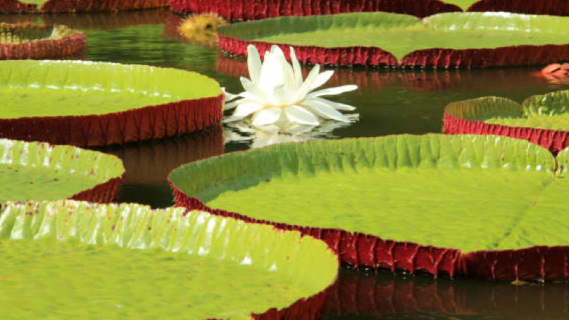 Giant Pods And Water Lily Background