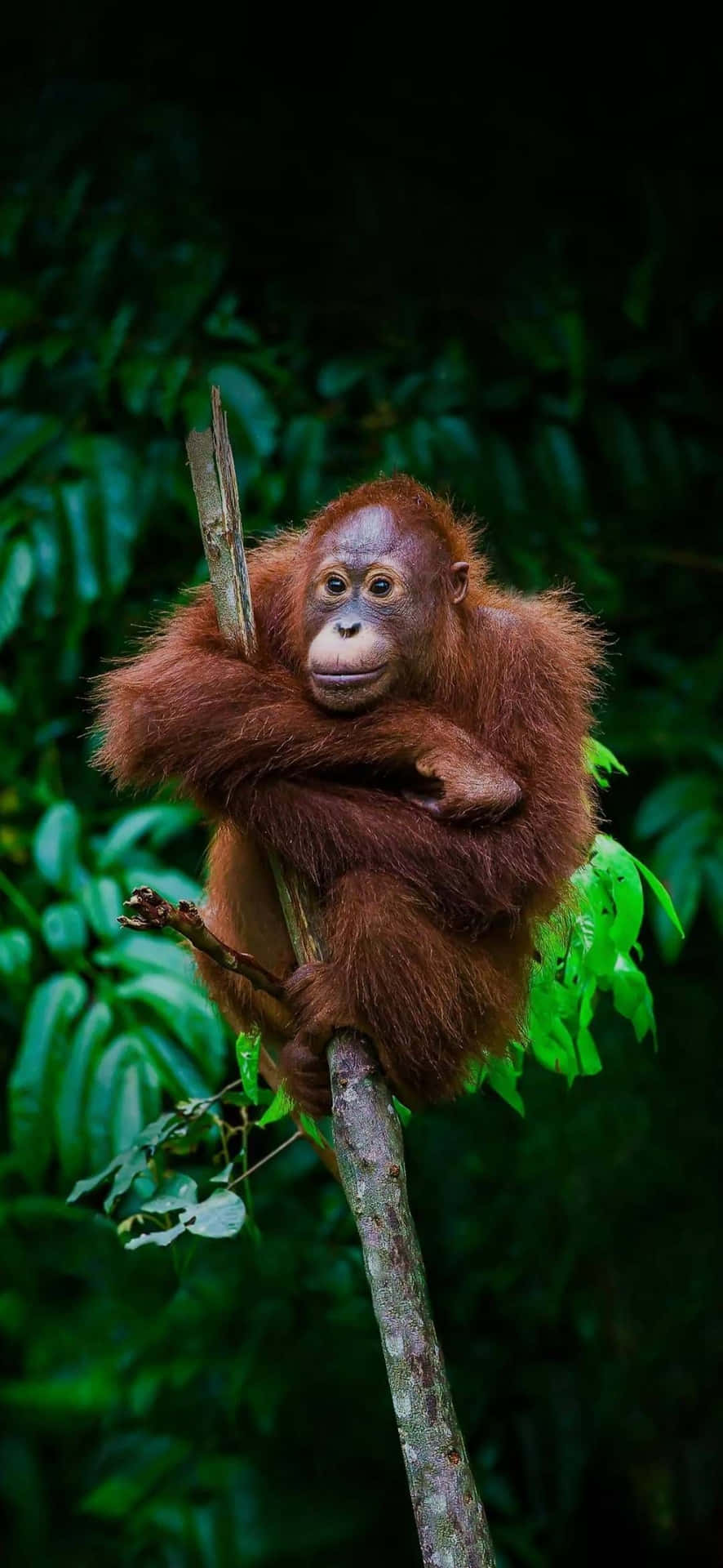 Giant Rainforest Dweller Orangutan Background