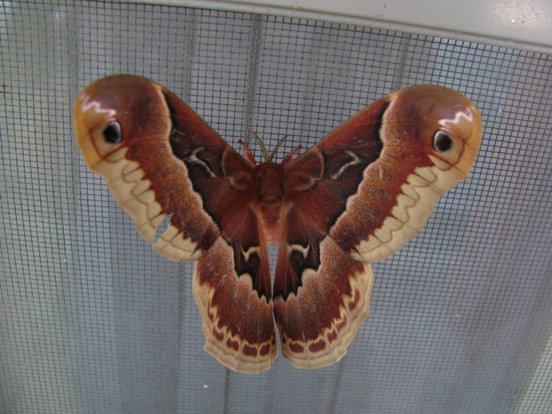 Giant Red Brown Promethea Silkmoth Background