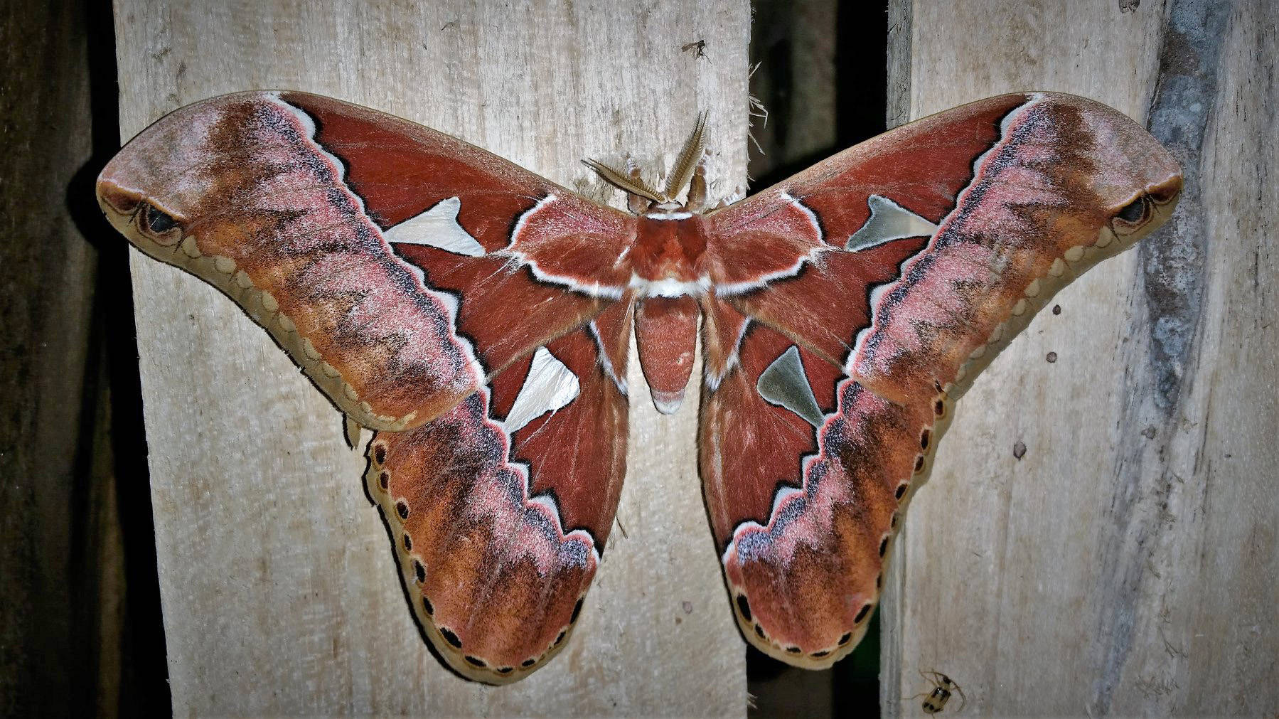 Giant Rothschildia Orizaba Silkmoth America Background