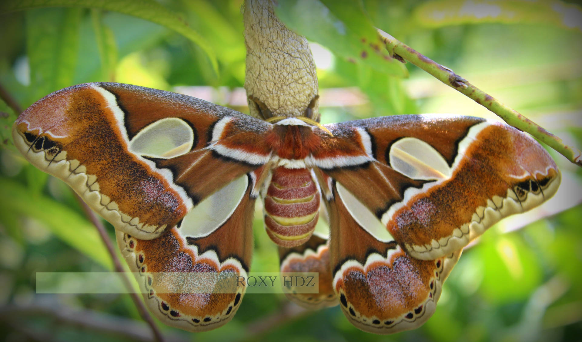 Giant Rothschildia Silkmoth North America Background