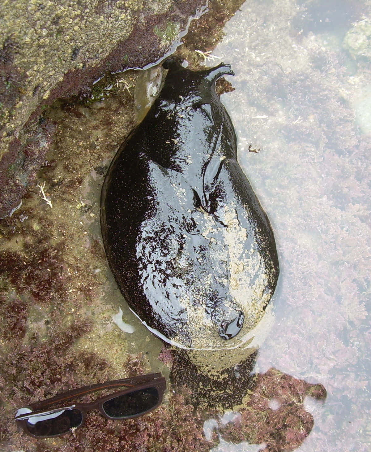 Giant Sea Slug Beside Sunglasses Background