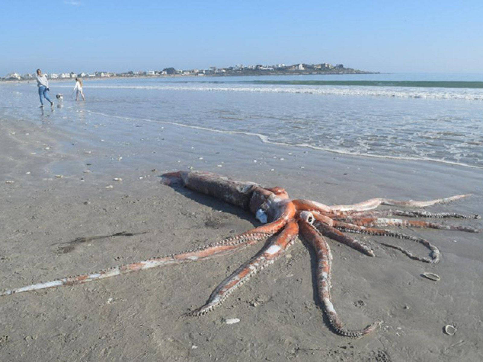 Giant Squid Lying In The Sand