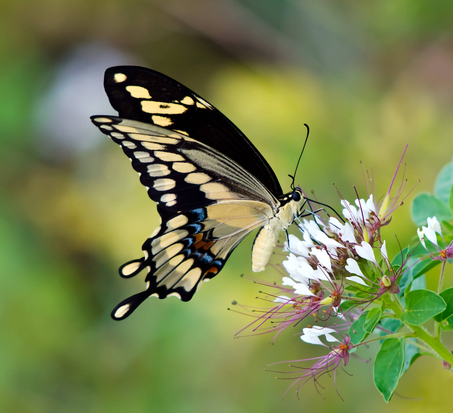 Giant Swallowtail Butterfly On Flower Background