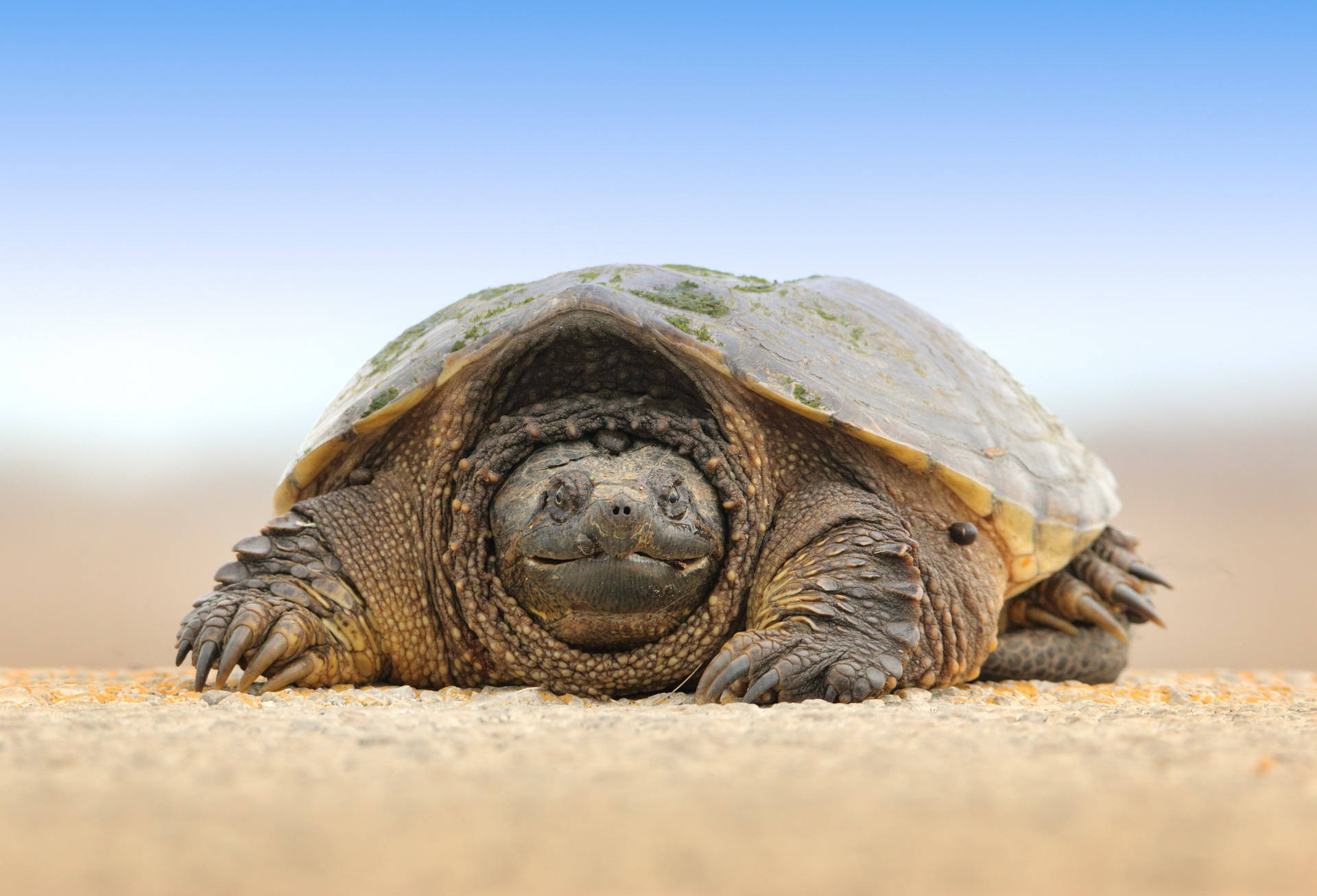 Giant Tortoise In The Desert Background