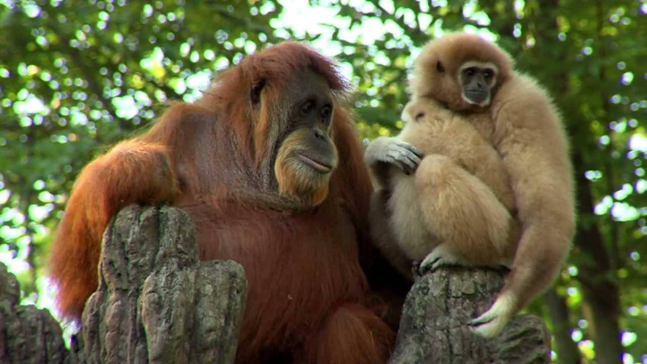 Gibbon And Orangutan