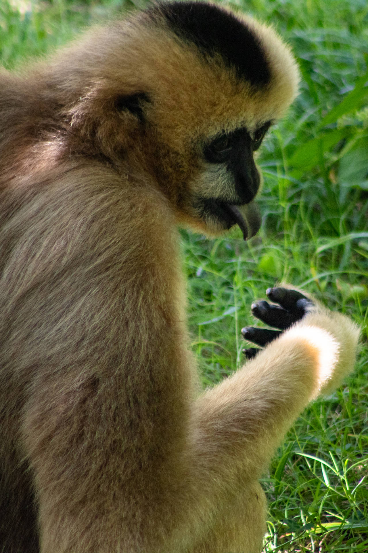 Gibbon And Sunlight Background