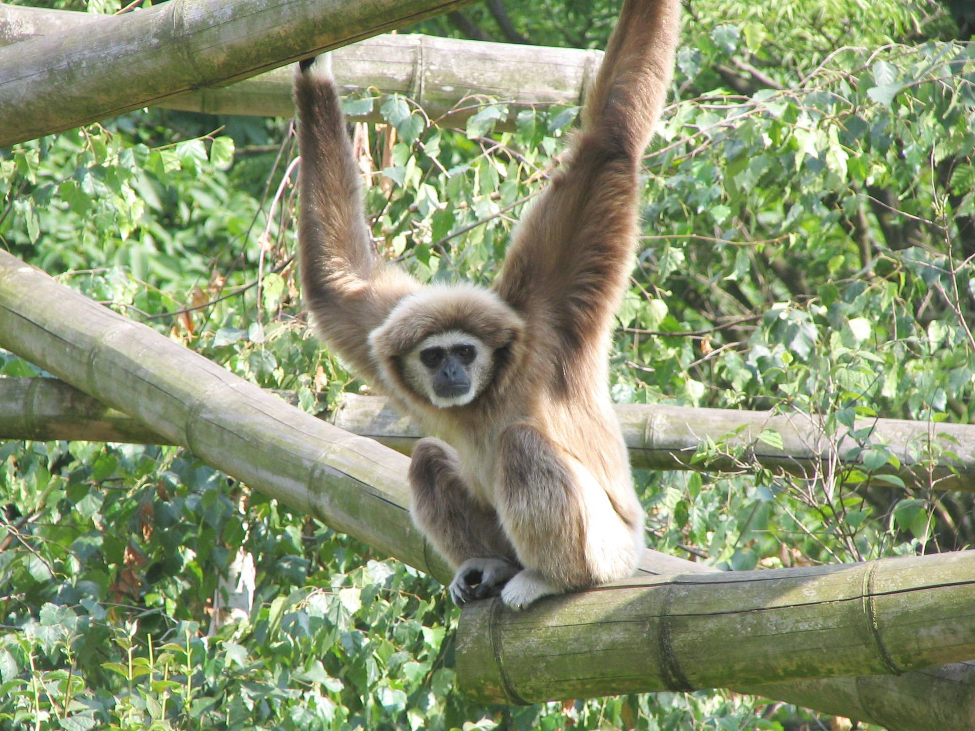 Gibbon Arms Up Background