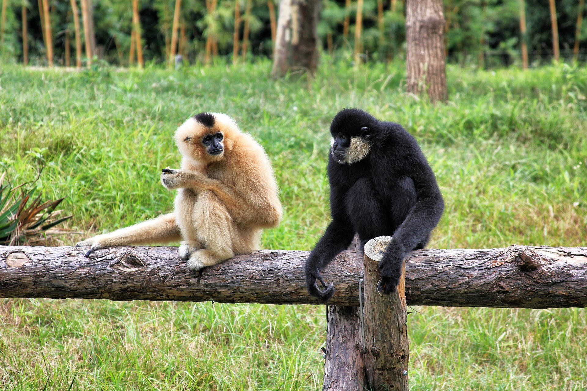 Gibbon Brown And Black