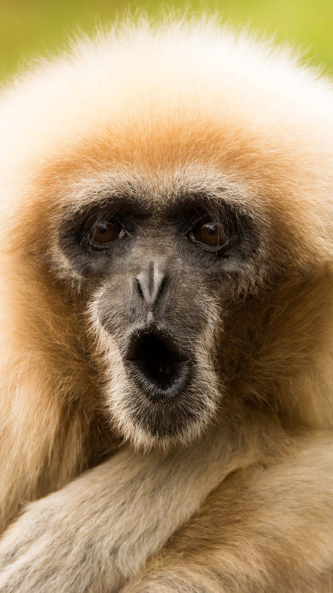 Gibbon Cute 'o' Mouth
