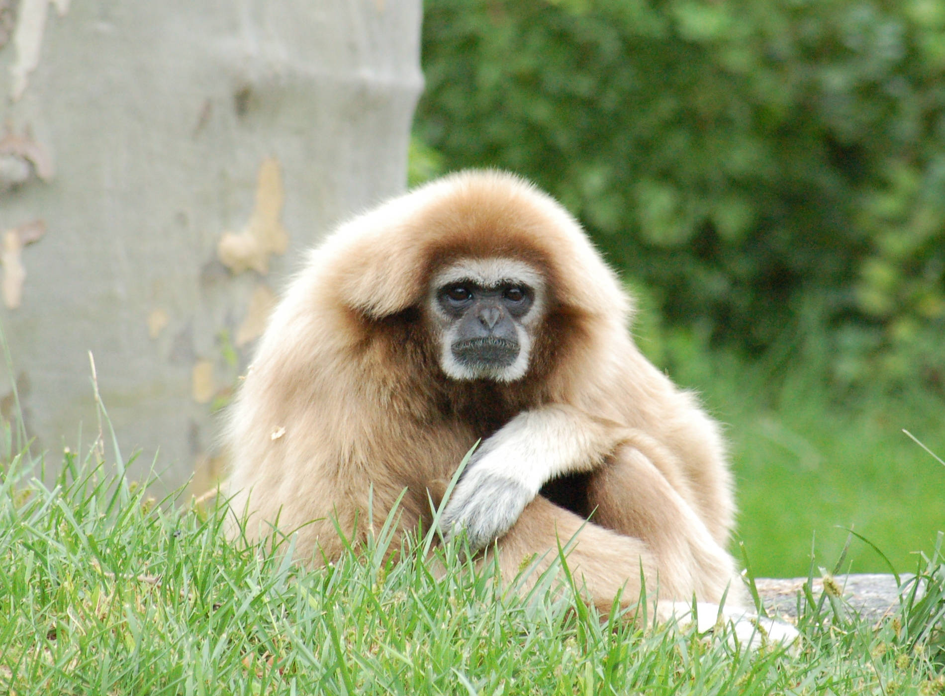 Gibbon During Day Time Background
