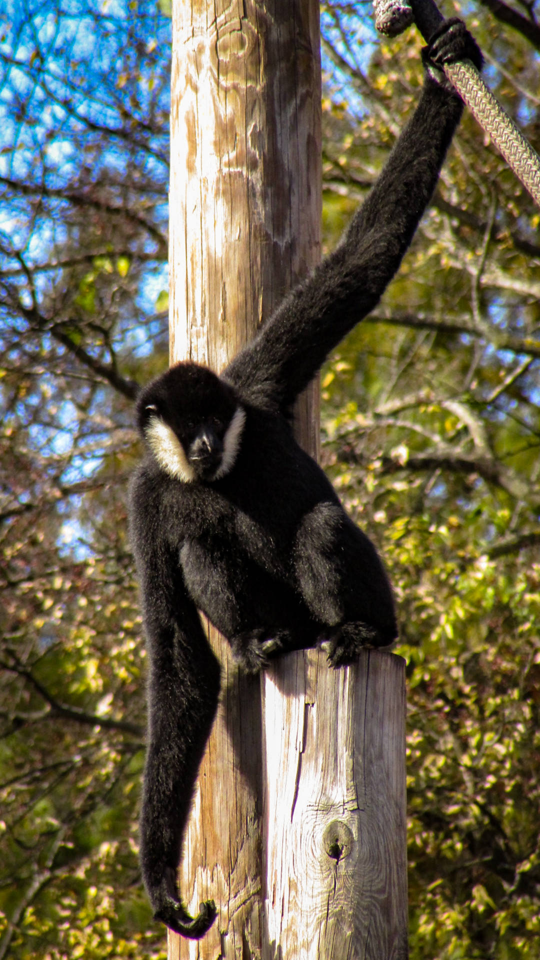 Gibbon During Daytime Background