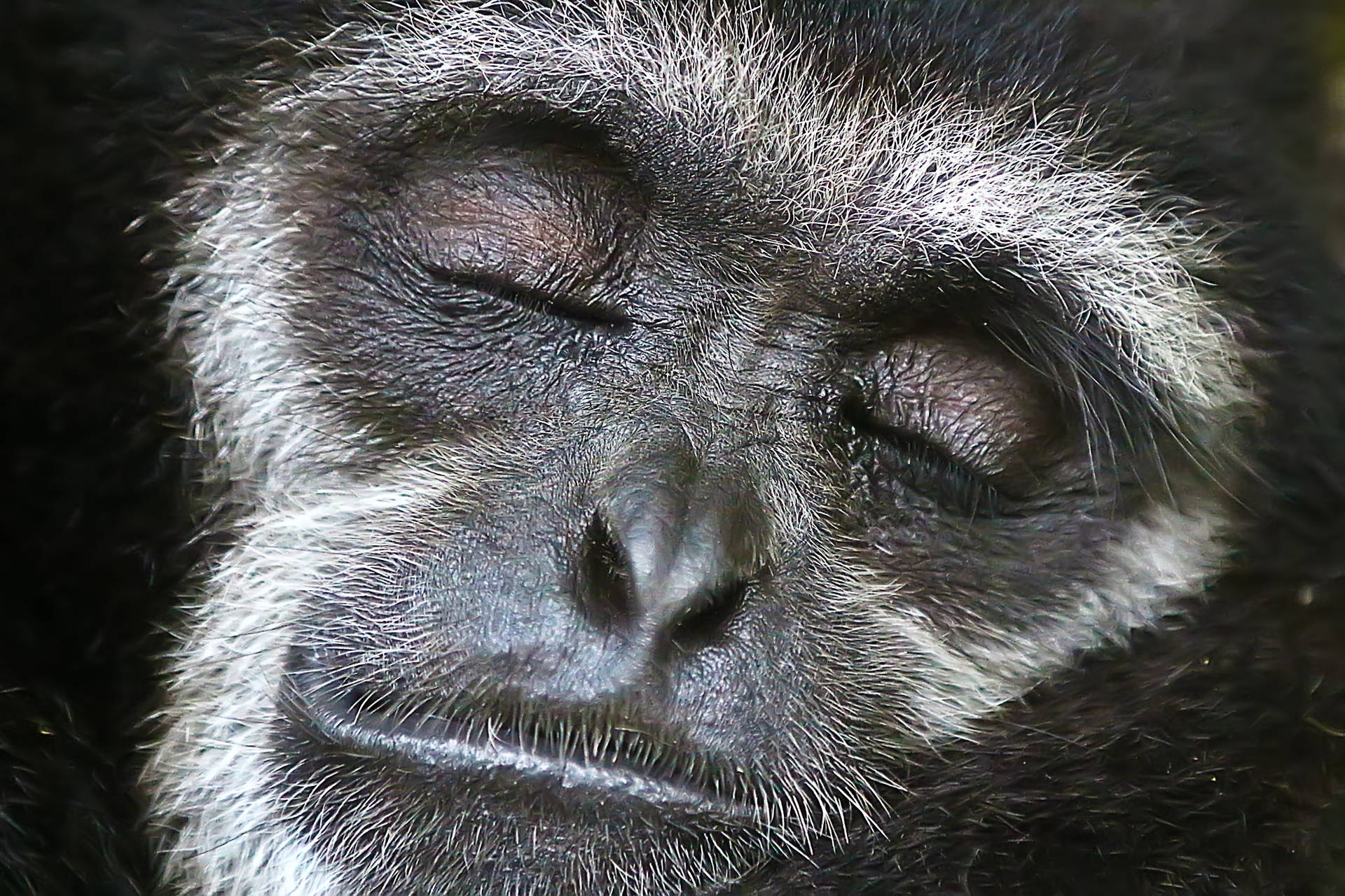 Gibbon Face Closeup