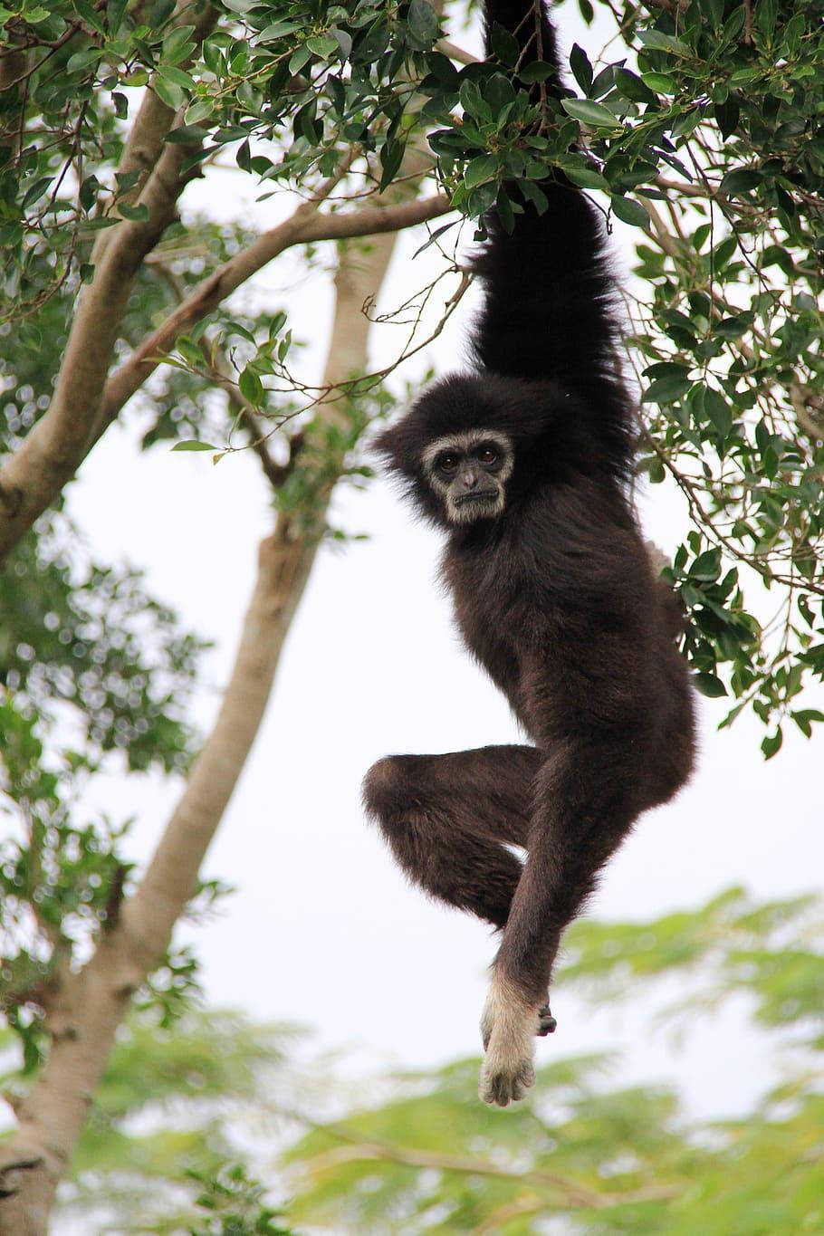 Gibbon Hanging On Tree Background