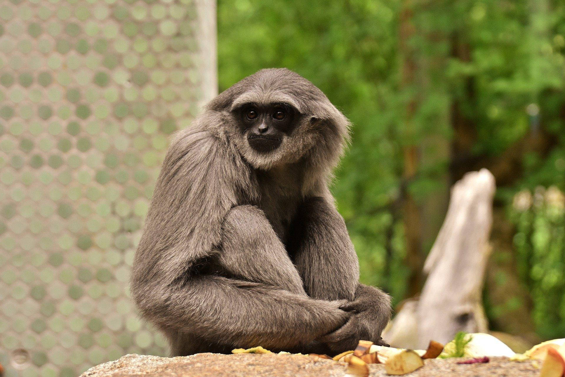 Gibbon Holding Legs Background