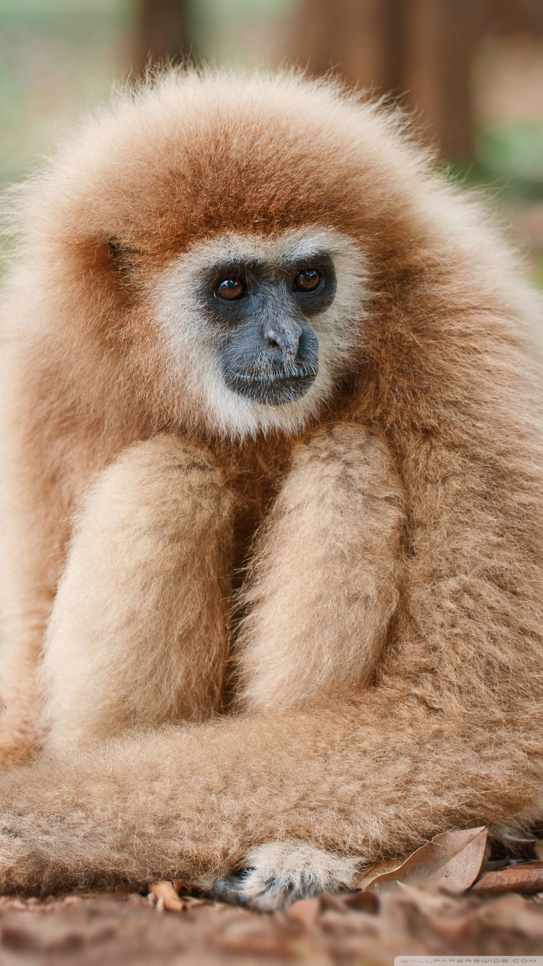 Gibbon Hugging Legs Background
