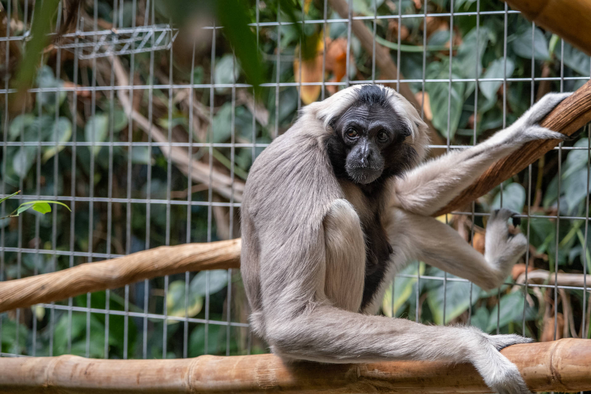 Gibbon In A Cage Background