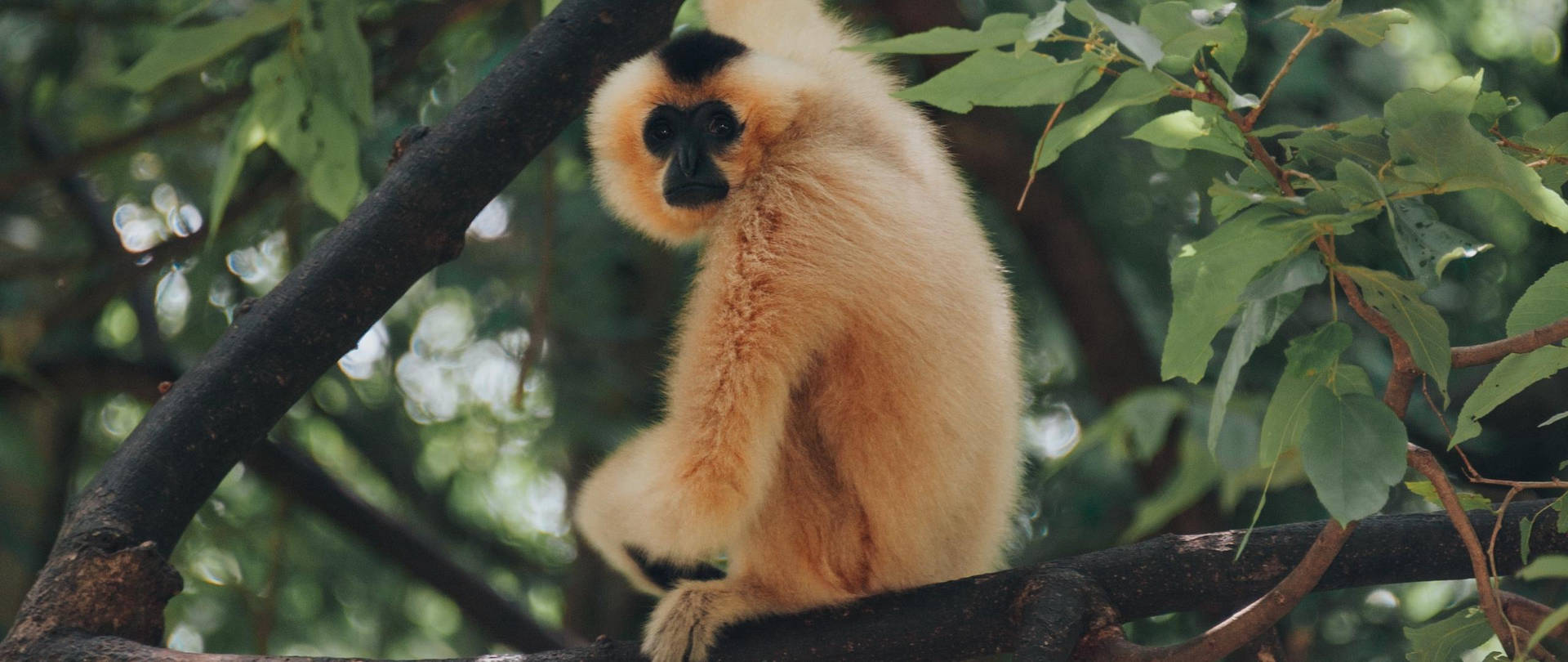 Gibbon Looking At Camera Background