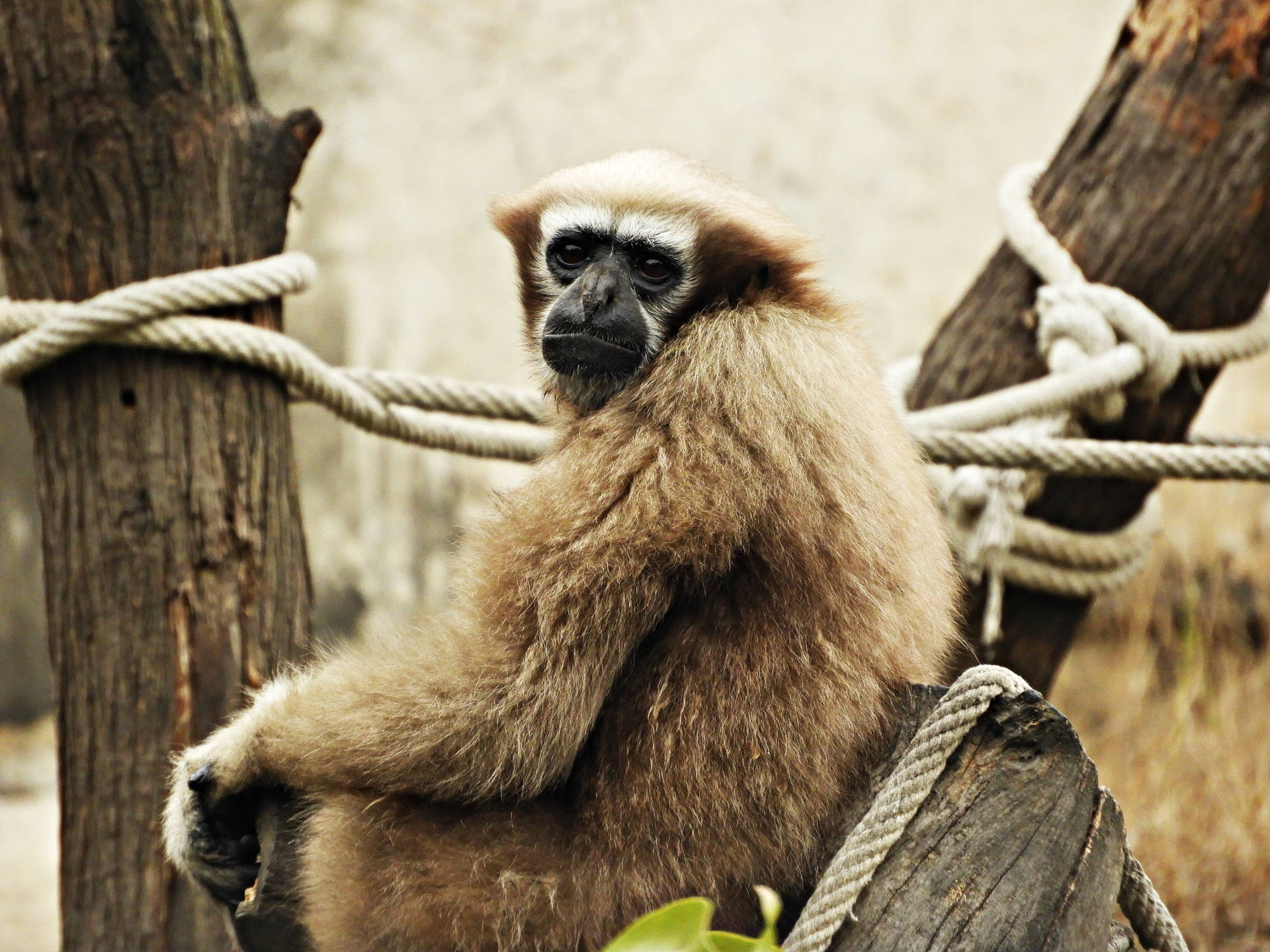 Gibbon Looking Back Background